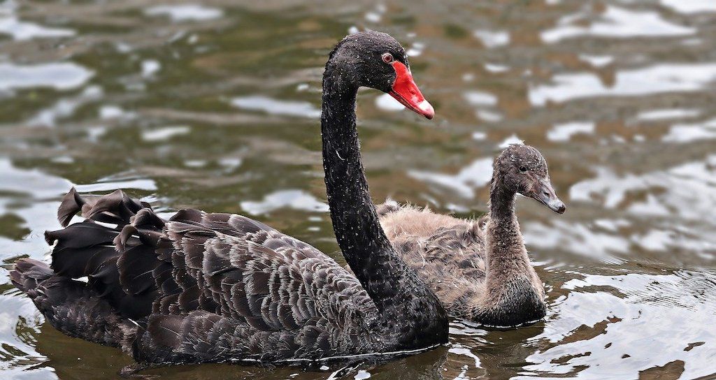 The Black Swan Entrepreneurs